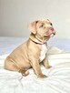 American Bully ABKC Szczeniaki - 1