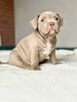 American Bully ABKC Szczeniaki - 11