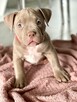 American Bully ABKC Szczeniaki - 8