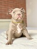 American Bully ABKC Szczeniaki - 3