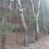 sprzedam działkę leśną - 1