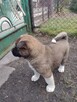 Akita amerykańska - 9