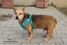 Finger - nieśmiały mały piesek - 12