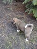Akita amerykańska - 12