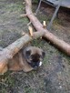 Akita amerykańska - 11