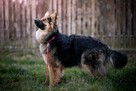 Młoda, wspaniała Ira, wesoła, rodzinna sunia! - 2