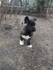 Akita amerykańska - 6