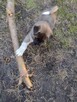 Akita amerykańska - 10