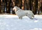 REPRODUKTOR / KRYCIE Golden Retriever - 3