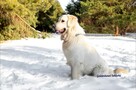 REPRODUKTOR / KRYCIE Golden Retriever - 2