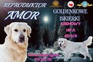 REPRODUKTOR / KRYCIE Golden Retriever - 1