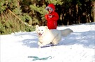REPRODUKTOR / KRYCIE Golden Retriever - 4