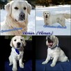 REPRODUKTOR / KRYCIE Golden Retriever - 5