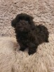 Maltipoo szczeniaczki suczki i chłopcy - 10
