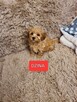 Maltipoo szczeniaczki suczki i chłopcy - 7