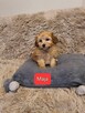 Maltipoo szczeniaczki suczki i chłopcy - 2