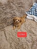 Maltipoo szczeniaczki suczki i chłopcy - 8