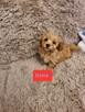Maltipoo szczeniaczki suczki i chłopcy - 3