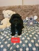 Maltipoo szczeniaczki suczki i chłopcy - 12