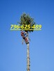 Wycinka drzew-Żywopłoty-Rębak-Usuwanie korzeni-Karczowanie - 1
