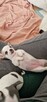 Chihuahua szczenięta - 6