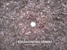 Kora sosnowa sortowana 80l ozdobna do ogrodu z dostawą - 5