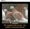 Gołębie - 2