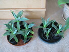 Agawa – 2-letnie ukorzenione sadzonki do ogrodu, oranżerii - 4