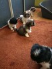 Shih tzu śliczne puchate szczenięta Pieski i Suczki - 3