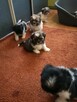 Shih tzu śliczne puchate szczenięta Pieski i Suczki - 4