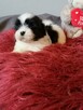 Shih tzu śliczne puchate szczenięta Pieski i Suczki - 8