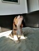 BEAGLE- mniejsze w typie, po utytuowanych rodzicach - 6