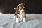 BEAGLE- mniejsze w typie, po utytuowanych rodzicach - 3