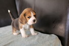 BEAGLE- mniejsze w typie, po utytuowanych rodzicach - 5