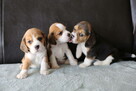 BEAGLE- mniejsze w typie, po utytuowanych rodzicach - 7