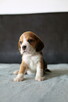 BEAGLE- mniejsze w typie, po utytuowanych rodzicach - 2