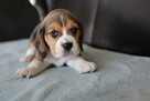 BEAGLE- mniejsze w typie, po utytuowanych rodzicach - 4