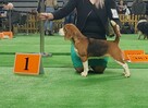 BEAGLE- mniejsze w typie, po utytuowanych rodzicach - 9