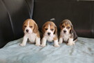 BEAGLE- mniejsze w typie, po utytuowanych rodzicach - 8