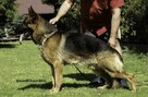 Owczarki niemieckie krótkowłose FCI - 7