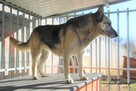 Bronia - sunia w typie owczarka - 4