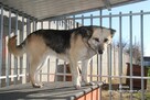 Bronia - sunia w typie owczarka - 3