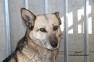 Bronia - sunia w typie owczarka - 7
