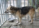 Bronia - sunia w typie owczarka - 2