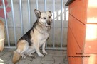 Bronia - sunia w typie owczarka - 8