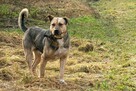 Przerażony, zagłodzony, młody JUNAK w typie TTB szuka domu !! - 7