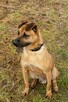 Koral do adopcji - 6