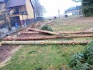 Żerdzie, świerkowe zdrowe dł. 8m gr. dołem 25-30 cm szt. 20 - 2