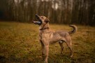 Do adopcji, do pokochania sympatyczny psiak SYLWEK 2l. 18kg - 5
