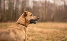 Do pokochania, do adopcji SYLWEK 2letni 18kg radosny - 6